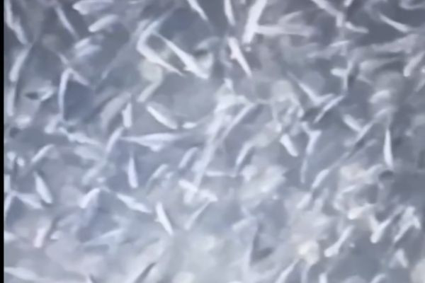 ?That's a lot of fish! -  Fish population explodes while war in Ukraine rages on